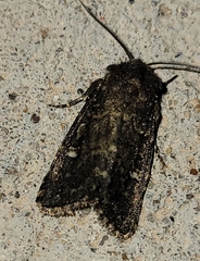 Hexorthodes inconspicua