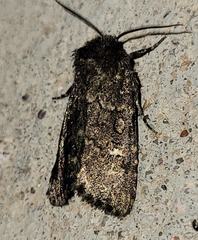 Hexorthodes inconspicua