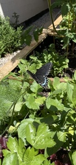 Papilio polyxenes