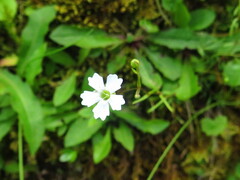 Heliosperma pusillum