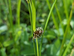 Carex pluriflora