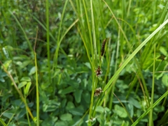 Carex pluriflora