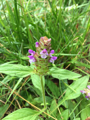 Prunella vulgaris lanceolata
