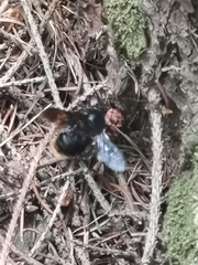 Xylocopa