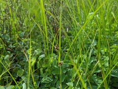 Carex pluriflora