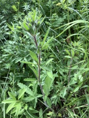 Potentilla transcaspia