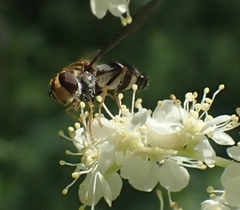 Ischyrosyrphus