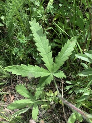 Potentilla transcaspia