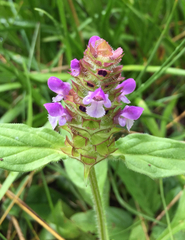 Prunella vulgaris lanceolata