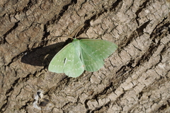 Geometra papilionaria