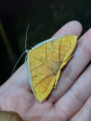 Thinopteryx crocoptera