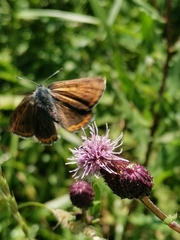 Lycaena hippothoe