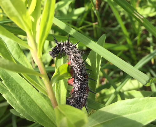 iNaturalist observation photo of Mourning Cloak