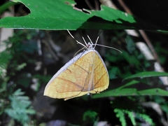 Thinopteryx crocoptera