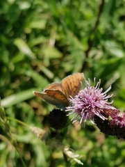 Lycaena hippothoe