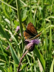 Lycaena hippothoe