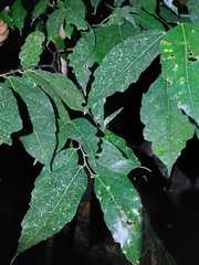 Ficus irisana