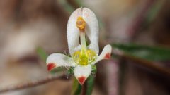 Nemacladus orientalis