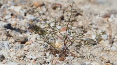 Nemacladus orientalis