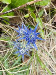 Eryngium dilatatum