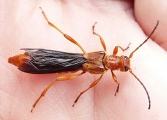 Necydalis cavipennis