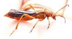 Necydalis cavipennis