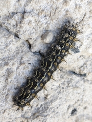 Hemileuca hera