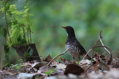Turdus cardis