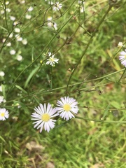 Image of Boltonia asteroides