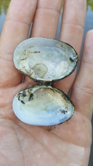 Alasmidonta undulata