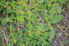 Ranunculus minutiflorus