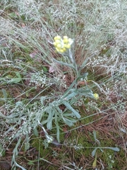 Helichrysum arenarium