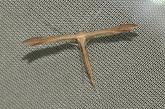 Stenoptilia bipunctidactyla