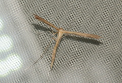 Stenoptilia bipunctidactyla