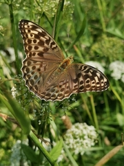 Argynnis paphia