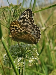 Argynnis paphia
