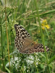 Argynnis paphia