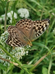 Argynnis paphia