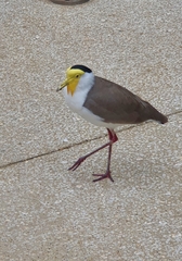 Vanellus miles miles