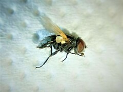 Elomya lateralis