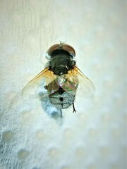 Elomya lateralis