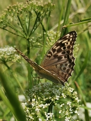 Argynnis paphia