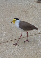 Vanellus miles miles