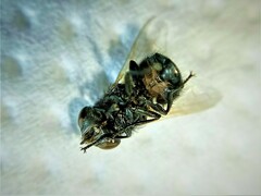 Elomya lateralis
