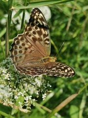 Argynnis paphia