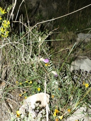 Vicia peregrina