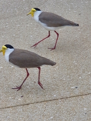 Vanellus miles miles