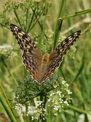 Argynnis paphia