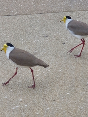 Vanellus miles miles