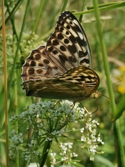 Argynnis paphia